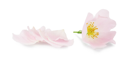 Wild rose flowers and leaves isolated on a white background