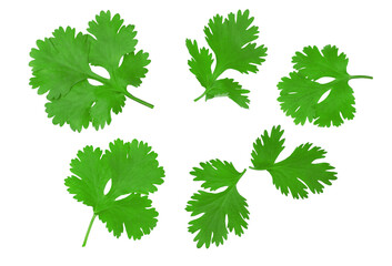 Coriander, leaves isolated on a white background