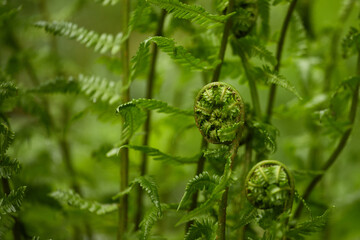 Fern close up, background of fern leaves