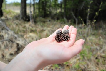 Close-up of four small open cones on the palm of a woman. Forest in the background.