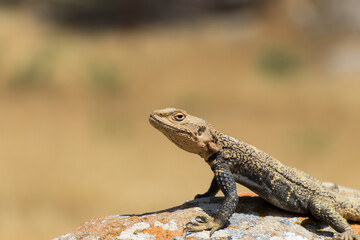 Desert spiny lizard. Wildlife animal. Agama Lizard closeup. The wild nature