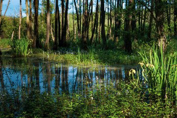 Obraz premium Beautiful lake in the middle of the forest