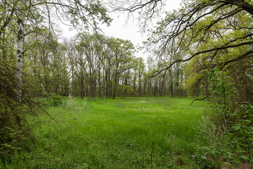 Green lawn with overgrown grass and trees in the background