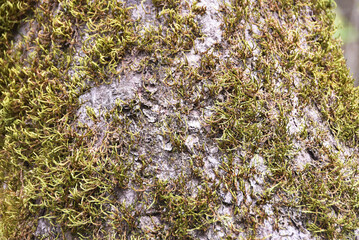Moss on Tree Trunk