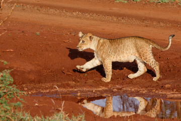 Lion cub walking in Zimanga Game Reserve near the city of Mkuze in South Africa