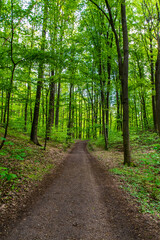 Fototapeta na wymiar green forest scenery in Brandenburg, Germany 
