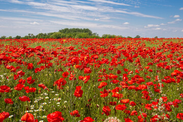 Vast field of red poppies under a clear blue sky
A vibrant field of blooming red poppies stretches across the landscape beneath a clear blue sky with scattered clouds, evoking a sense of tranquility 