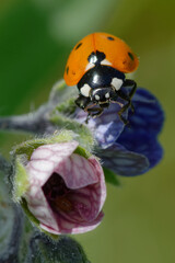 Seven-spot ladybird (Coccinella septempunctata) on flowers