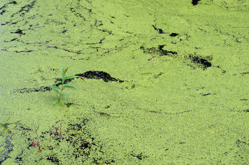 Marsh covered with duckweed.