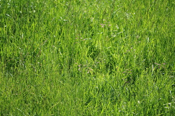 Green gras in summer