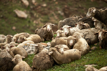 The shepherd grazes sheep in the mountains, a flock of sheep. Dagestan, national tradition