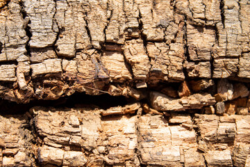 Rotten tree. Remains of a rotten tree.