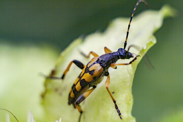 Macro of Rutpela maculata (spotted longhorn) on leaf