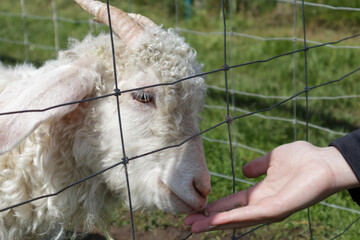 Naklejka premium White goat eats from the hand on the farm