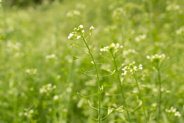 Close up Shepherd's purse Capsella bursa pastoris white flower spring flowering herbal plant on green grass background selectice focus 