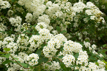 Obraz premium Close up Vanhoutte Spirea white flower spring flowering bush into garden floral background 