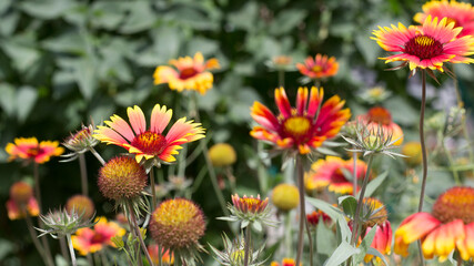 flowers in a garden