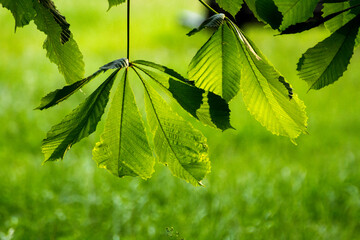 green chestnut leaves against the backdrop of green nature © Paulina
