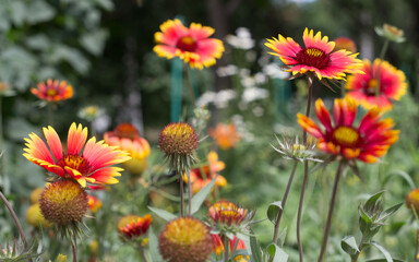 red and yellow flowers