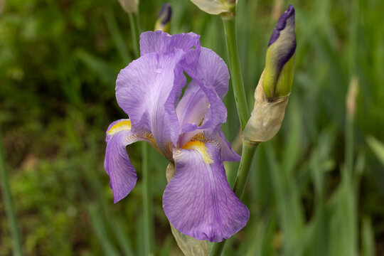 Iris pallida variegata light purple color flower plant into spring flowering home garden 