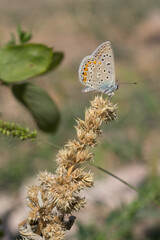 butterfly on a leaf