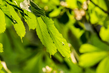 green chestnut leaves against the backdrop of green nature © Paulina