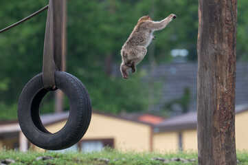 barbary monkeys engage in a zoo