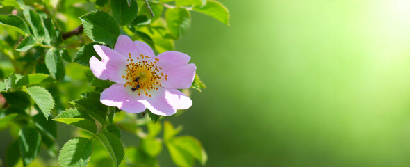 Wild rose flower. Rosehip is a wild genus of plants of the rose family. A variety of dog rose is a rose.