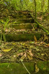 Steps of Native Bush