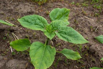 Young sunflower plant, stem and green leaves, top view, outdoor, in the garden on a vegetable bed.