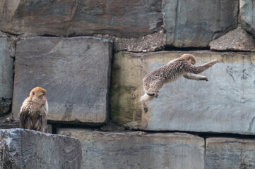 Fototapeta premium barbary monkeys engage in a zoo