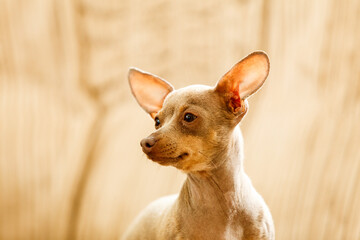 Little dog pinscher ratter prazsky