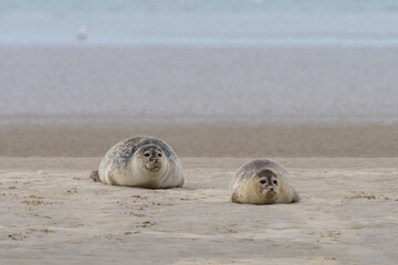 two common seals basking in the sun on a sandbank in the Wadden Sea