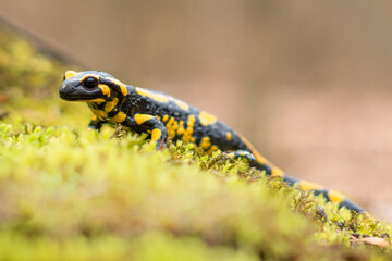 Feuersalamander