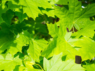 background of green maple leaves