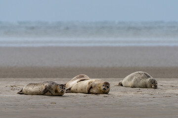 close up view of common seals on the sand bank of Galgerev on Fano Island in western Denmark