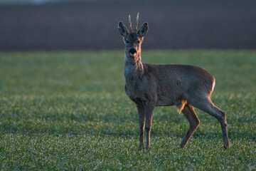 Fototapeta premium Rehbock