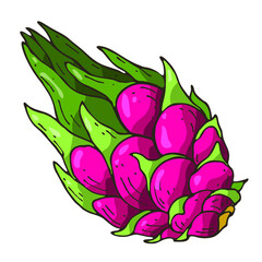 Colored Illustration with the images of pitahaya . 
Contour fruits logo or icon for your design. Doodle style