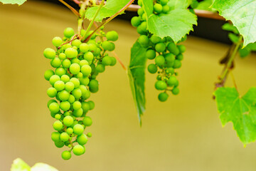 Green vine grapes on tree