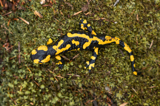 Feuersalamander