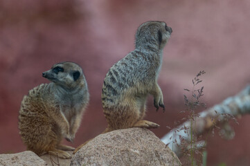 meerkats live and have fun in the zoo