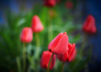 Pink tulips. Close up. Shallow depth of field. Green and blue background.