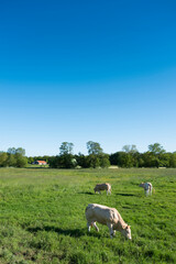 Fototapeta na wymiar blonde d'aquitaine cows in rural landscape of twente near enschede and oldenzaal in holland