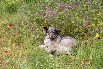 A dog lying on the lawn close-up