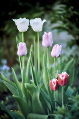 Red, White and Pink Tulips. Close up. Shallow depth of field. Green background.