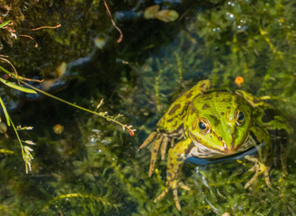 Sitzender Frosch auf Algen