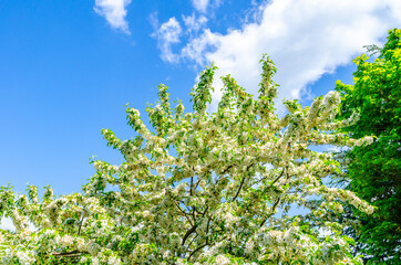 Fototapeta na wymiar Blooming tree in the blue sky
