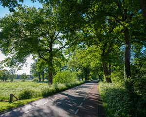 road with trees and summer flowers in area of twente in dutch province of overijssel between enschede and oldenzaal