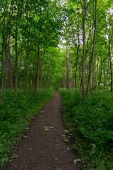 Fototapeta na wymiar narrow dirt footpath leading through dense green lush forest