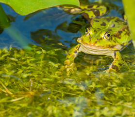 Frosch auf Entengrütze